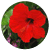 �V���E�X�V���RSS�z�M�T�[�r�X