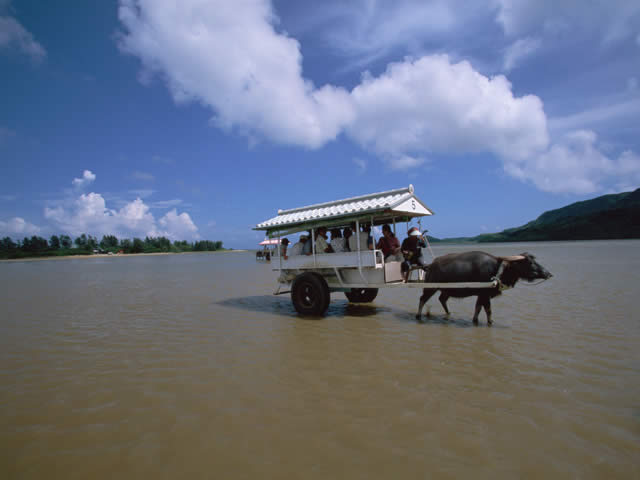 水牛車 水牛車