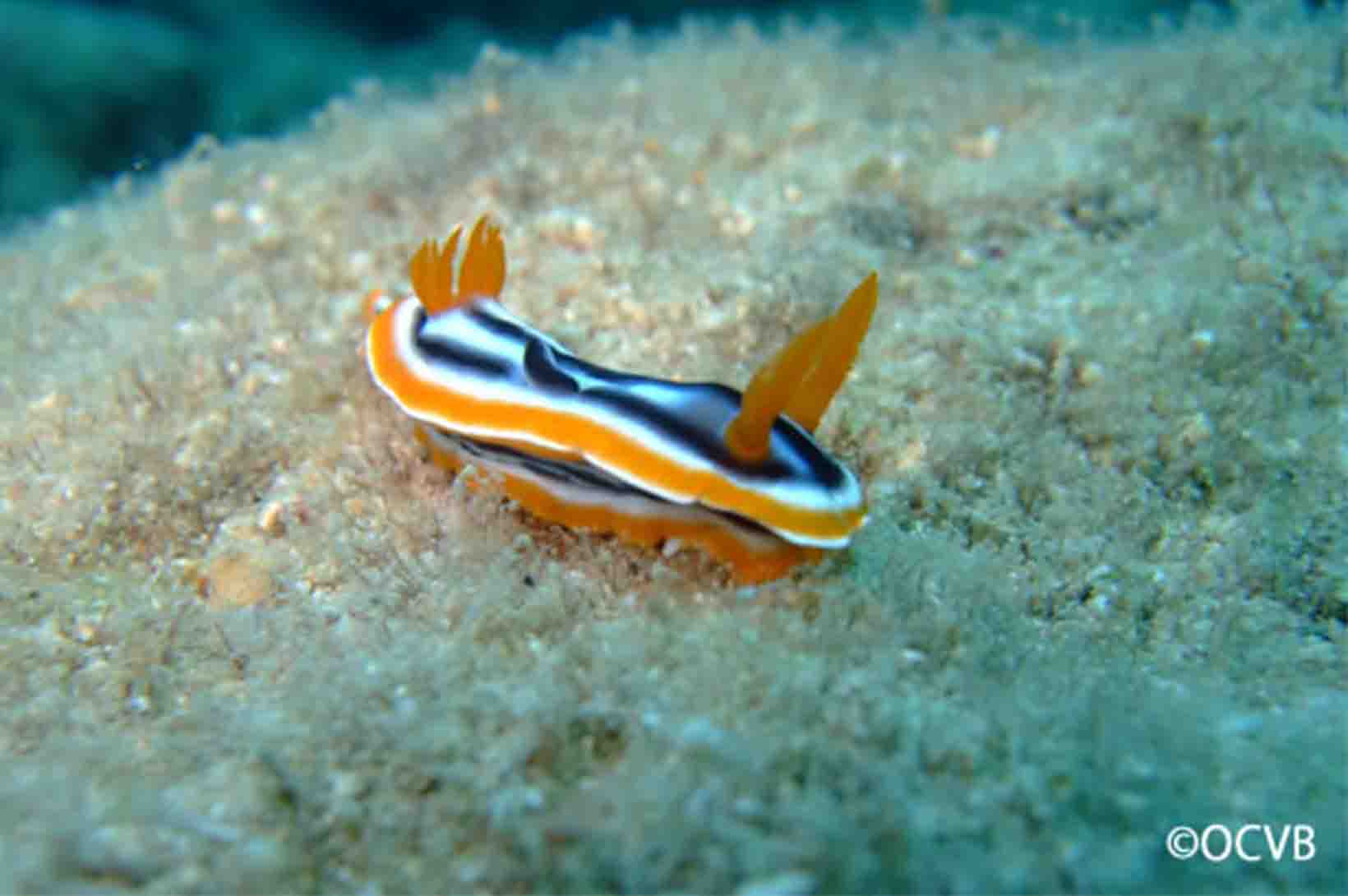 ウミウシ